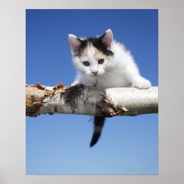 Portrait von Kitten Poster (Vorne)