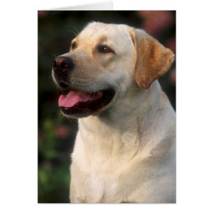 Portrait von Labrador Retriever, Hilton