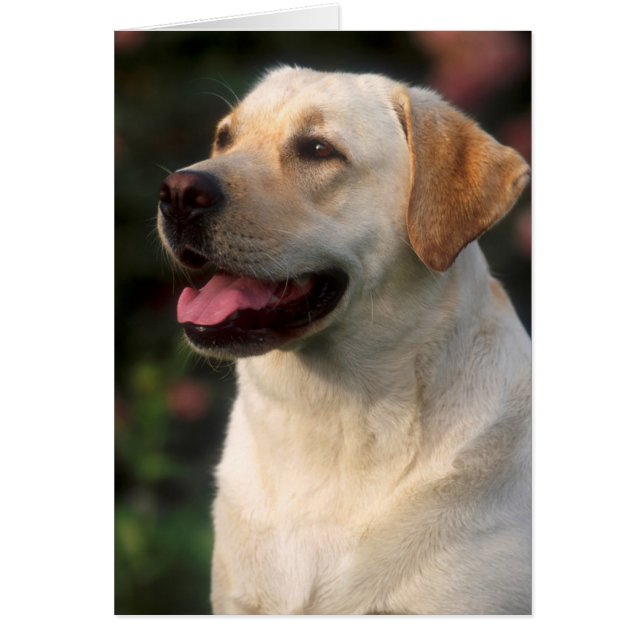 Portrait von Labrador Retriever, Hilton (Vorne)
