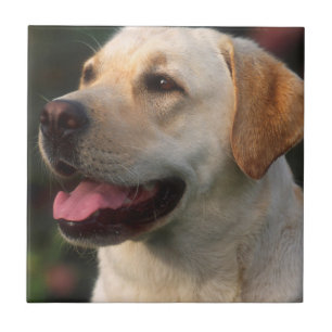 Portrait von Labrador Retriever, Hilton Fliese