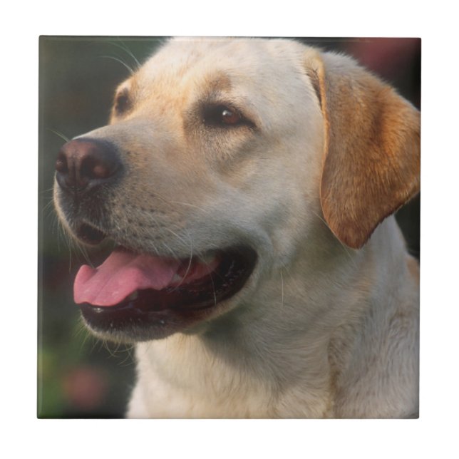 Portrait von Labrador Retriever, Hilton Fliese (Vorderseite)
