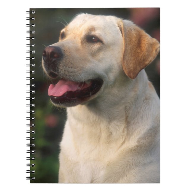 Portrait von Labrador Retriever, Hilton Notizblock (Vorderseite)