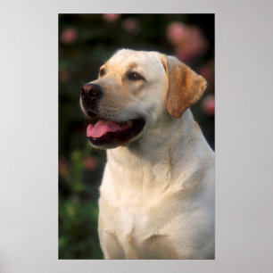 Portrait von Labrador Retriever, Hilton Poster