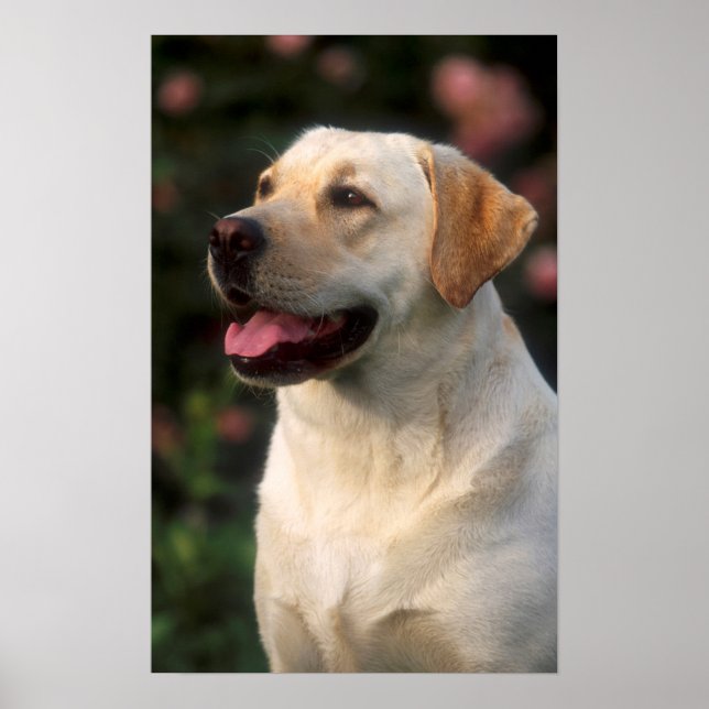 Portrait von Labrador Retriever, Hilton Poster (Vorne)