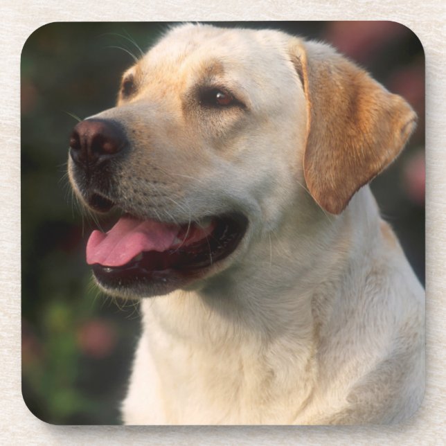 Portrait von Labrador Retriever, Hilton Untersetzer (Vorderseite)