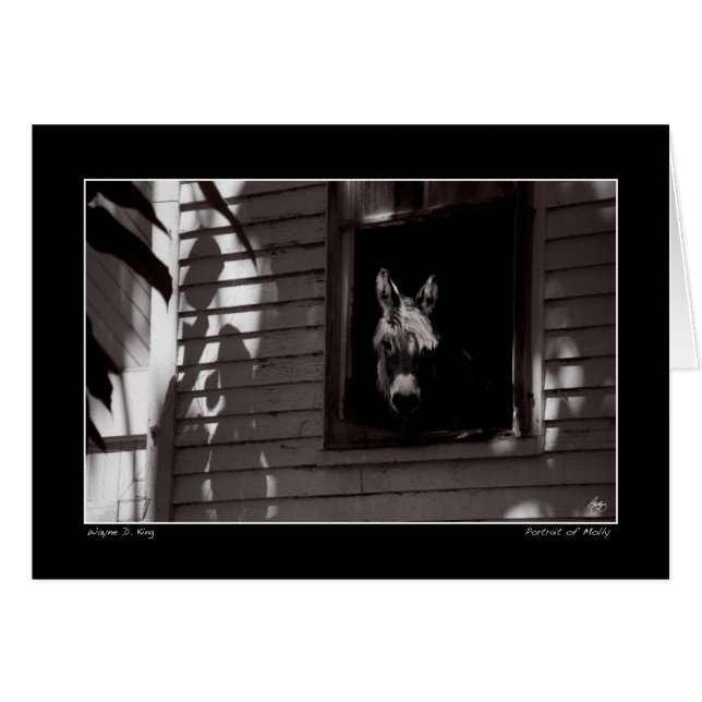 Portrait von Molly (Vorderseite (Horizontal))