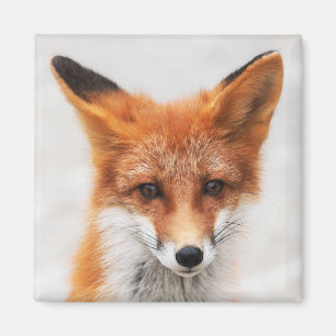 Portrait von niedlichem Wildbeißer mit schönen A Magnet