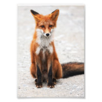 Portrait von niedlichem Wildschwein mit schönen Au
