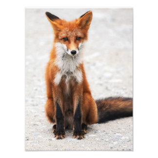 Portrait von niedlichem Wildschwein mit schönen Au Fotodruck