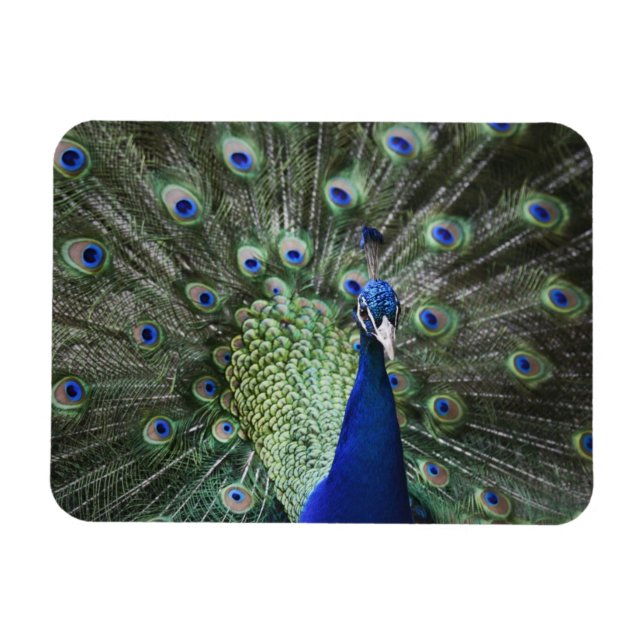 Portrait von Pfau mit Federn draußen Magnet (Horizontal)