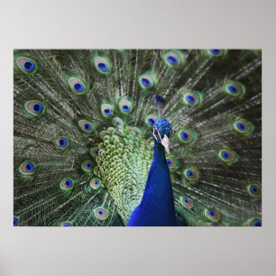 Portrait von Pfau mit Federn draußen Poster
