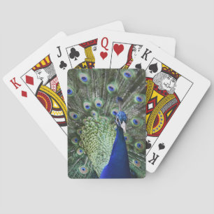 Portrait von Pfau mit Federn draußen Spielkarten