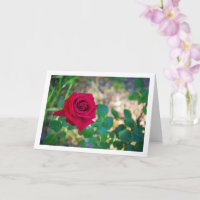 Portrait von Red Floral Rose