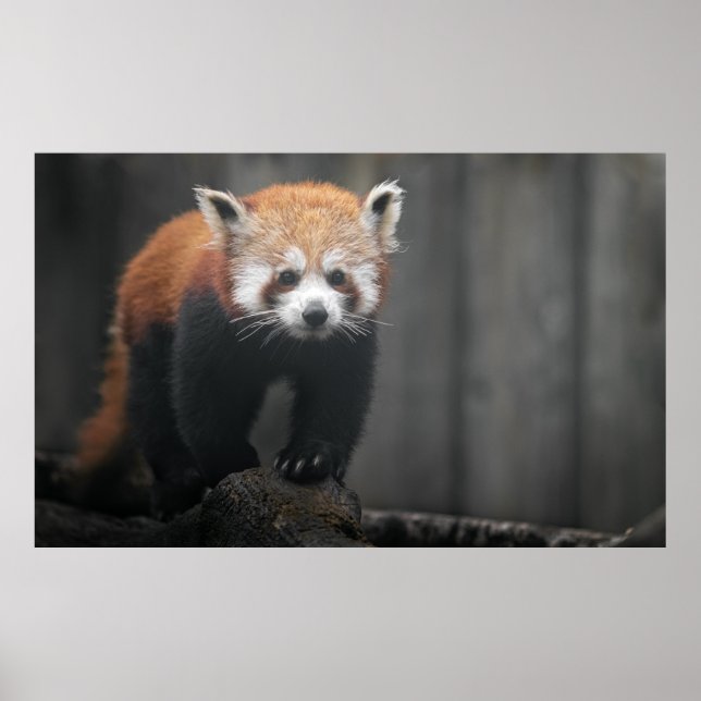 Portrait von Red Panda Poster (Vorne)