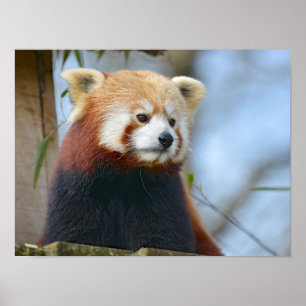 Portrait von rotem Panda Poster
