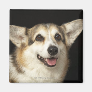 Portrait von schwarzem, braunem und weißem Corgi Magnet