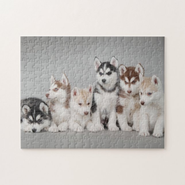 Portrait von sechs sibirischen Huskywelpen Puzzle (Horizontal)