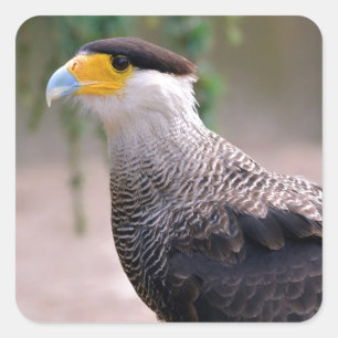 Portrait von Southern Crested Caracara Quadratischer Aufkleber