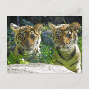 Portrait von Tiger Cubs Postkarte