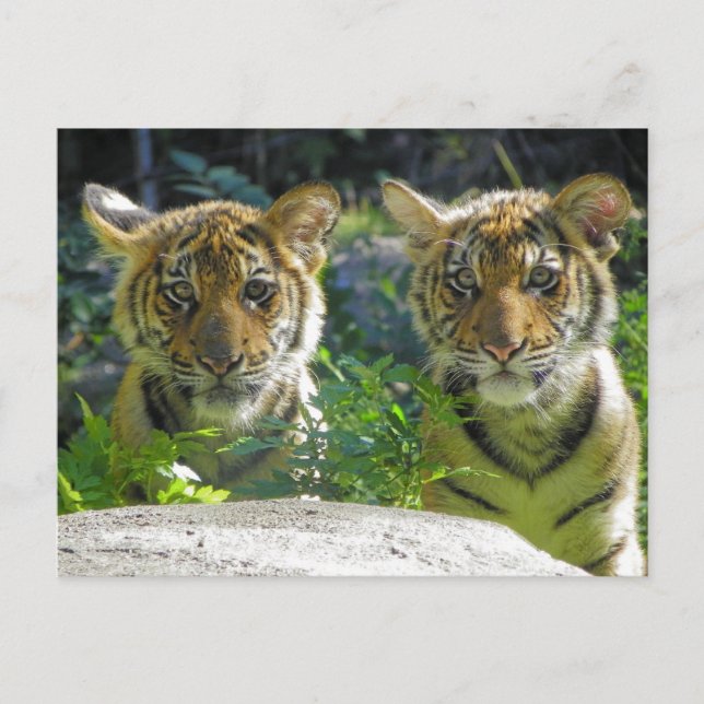 Portrait von Tiger Cubs Postkarte (Vorderseite)
