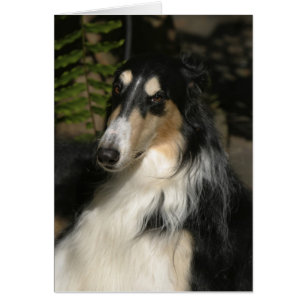 Portrait von Zulu