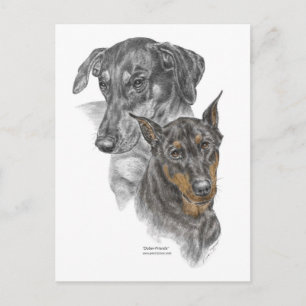 Portrait von zwei Dobermans Postkarte