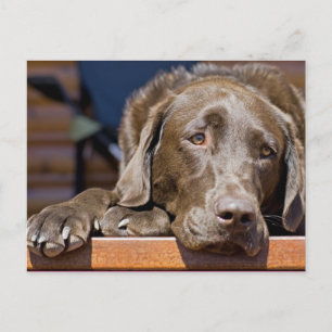 Portraitfotografie von Sad Chocolate Labrador Postkarte
