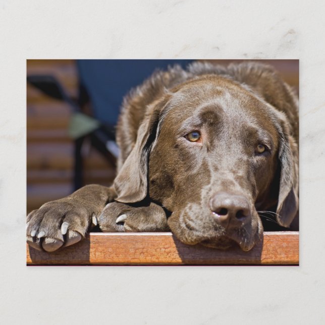 Portraitfotografie von Sad Chocolate Labrador Postkarte (Vorderseite)