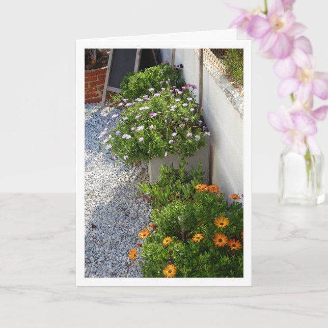 Portraitkarte für afrikanische Daisies Karte (Orchidee)