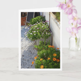 Portraitkarte für afrikanische Daisies Karte