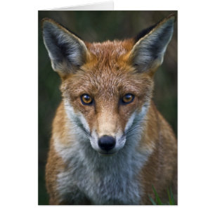 Portraitkarte Red Fox