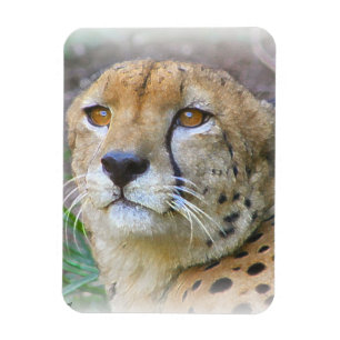 Porträt der Cheetah Magnet