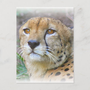 Porträt der Cheetah Postkarte