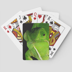 Porträt der flap-hals-chamäleon spielkarten