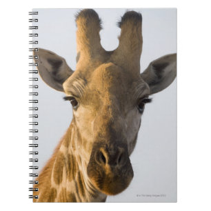 Porträt der Giraffe (Giraffa camelopardalis) Notizblock