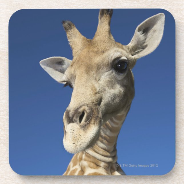 Porträt der Giraffe (Giraffa Camelopardalis) Untersetzer (Vorderseite)
