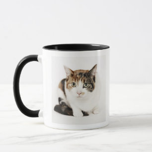 Porträt der Kalikokatze Tasse