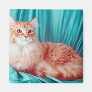 Porträt der Katze Magnet