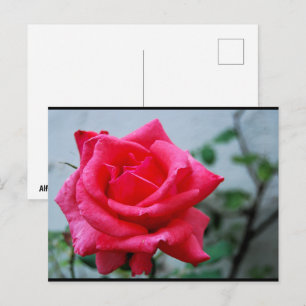 Porträt der rosa Floral Rose Postkarte