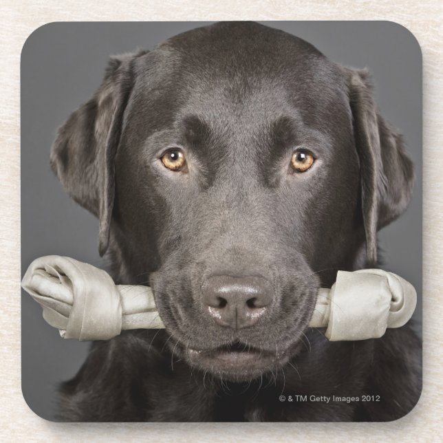 Porträt der Schokolade Labrador Untersetzer (Vorderseite)