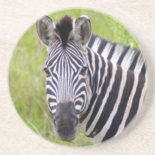 Porträt der Steppenzebra, Hluhluwe-Umfolozi-Wildre Sandstein Untersetzer