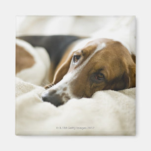 Porträt des Bassets, Washington 2 Magnet