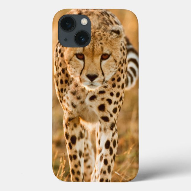 Porträt des Gepard-(Acinonyx Jubatus), Maasai Case-Mate iPhone Hülle (Rückseite)