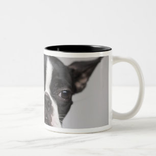Porträt des Hundes Zweifarbige Tasse