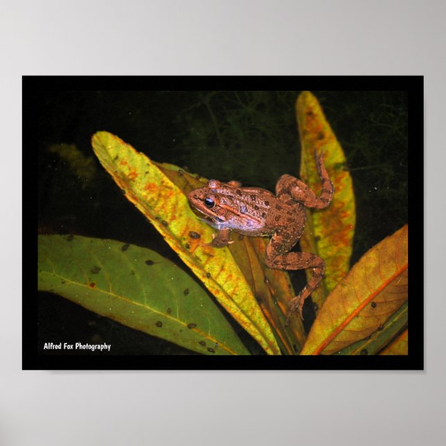 Porträt des Iberischen Wasserfroschs Poster (Vorne)