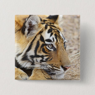 Porträt des Königlichen Bengal-Tigers, Ranthambhor Button