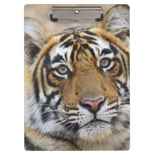 Porträt des königlichen Bengal-Tigers, Ranthambhor Klemmbrett