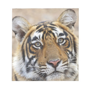 Porträt des königlichen Bengal-Tigers, Ranthambhor Notizblock