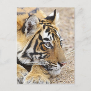 Porträt des königlichen Bengal-Tigers, Ranthambhor Postkarte