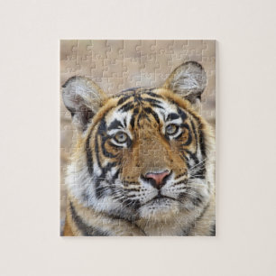 Porträt des königlichen Bengal-Tigers, Ranthambhor Puzzle